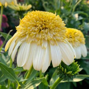 Echinacea ‘Fried Egg’