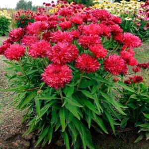 Echinacea 'Fringe Festival'®