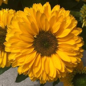 Echinacea 'SunSeekers Golden Sun'