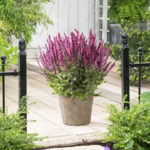 Salvia nemorosa Sensation®Medium Deep Rose