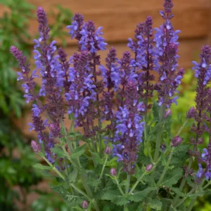 Salvia nemorosa Sensation®Medium Deep Blue