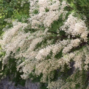 Tamarix ramosissima 'Hulsdonk White'