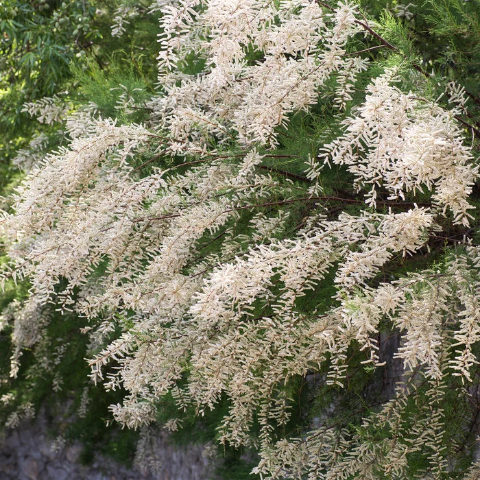 Tamarix ramosissima 'Hulsdonk White'