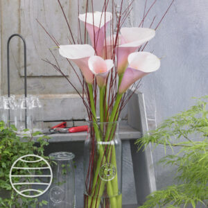 Zantedeschia aethiopica 'Flamingo'