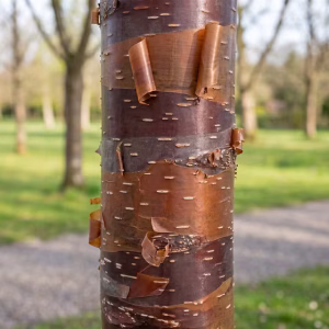 Betula albosinensis 'Cacao'