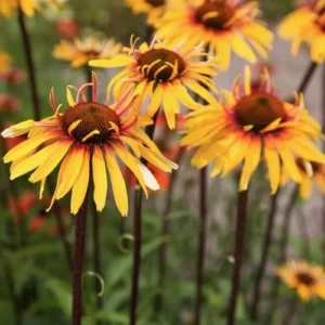 Echinacea 'Funky Yellow'