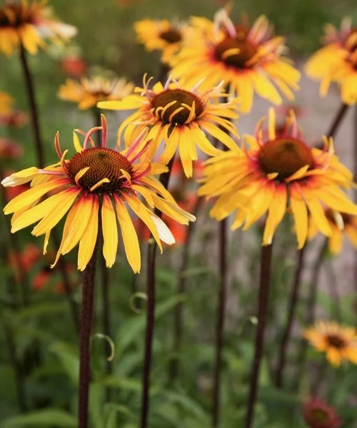 Echinacea 'Funky Yellow'