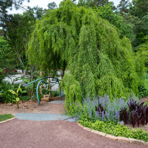 Taxodium distichum ‘Cascade Falls’