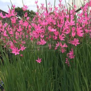 Hesperantha coccinea Pink Butterflies®