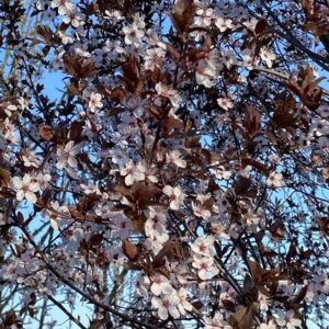 Prunus cerasifera CHOCO CREME® 'RS-PND'