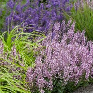 Salvia Feathers Flamingo ('Bocoffla'PBR)
