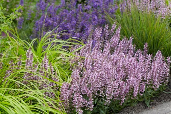 Salvia Feathers Flamingo ('Bocoffla'PBR)